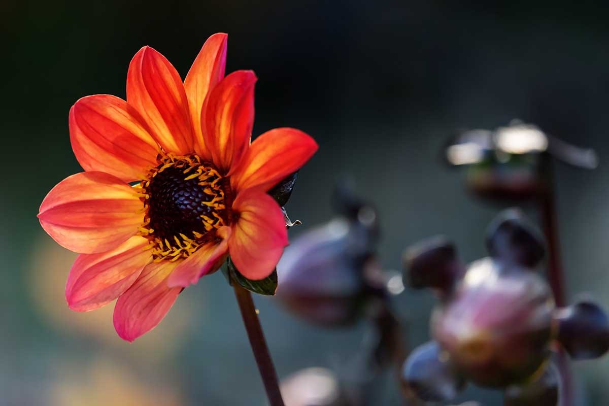 Deset vrsta najljepšeg balkonskog cvijeća za ljeto 2023. godine