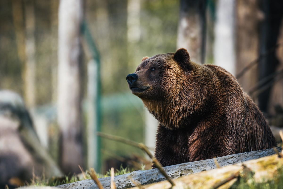 Zbog čega medvjedi sve češće silaze u naselja