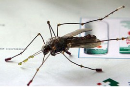Hrvatska uvozi 100 hiljada sterilnih komaraca