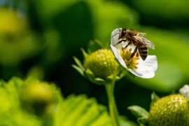 Pčele važan faktor za zdravlje