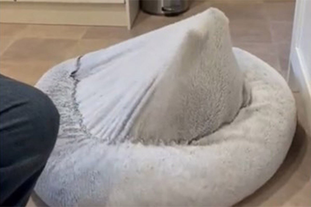 Pogodite ko se sakrio ispod ovog krevetića (VIDEO)