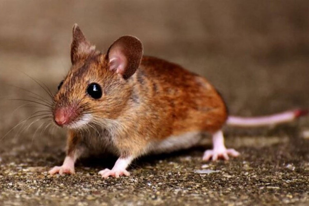 Izletnicima prijeti zaraza mišjom groznicom