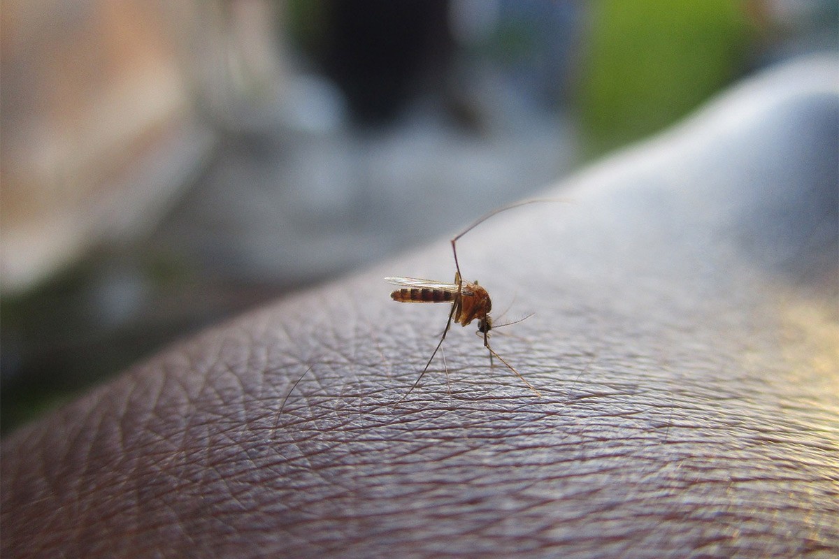 Kako da se na brz način riješite komaraca