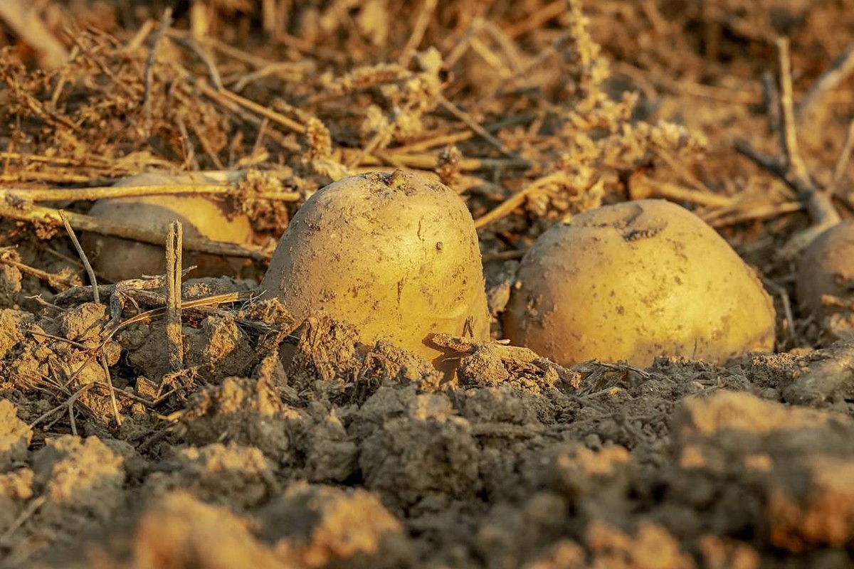 Kiša i bolest desetkovale prinos krompira u Bosni i Hercegovini