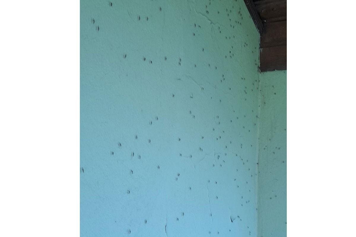 Invazija komaraca u Hrvatskoj, sva se jajašca izlegla odjednom