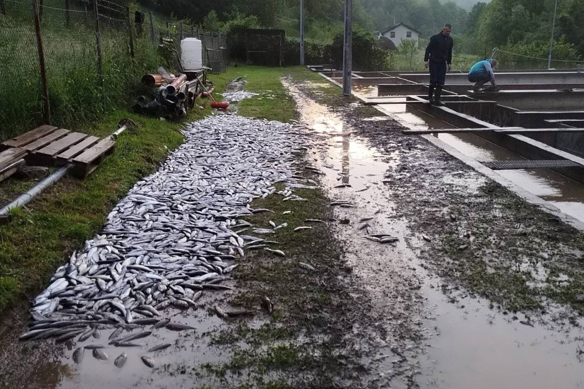 Zbog nevremena u Šipovu uginulo pet tona ribe (FOTO, VIDEO)