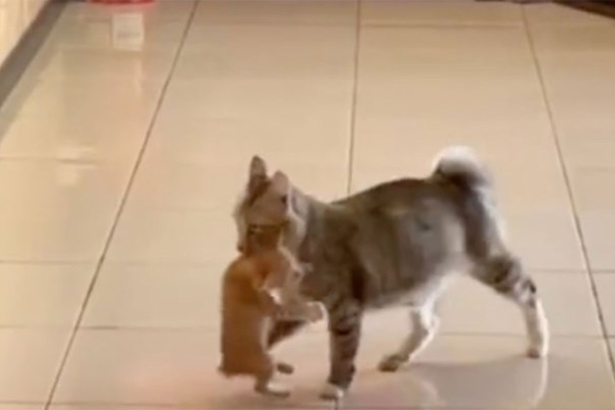 Nahranili mačku lutalicu, ona ih iznenadila potezom (VIDEO)