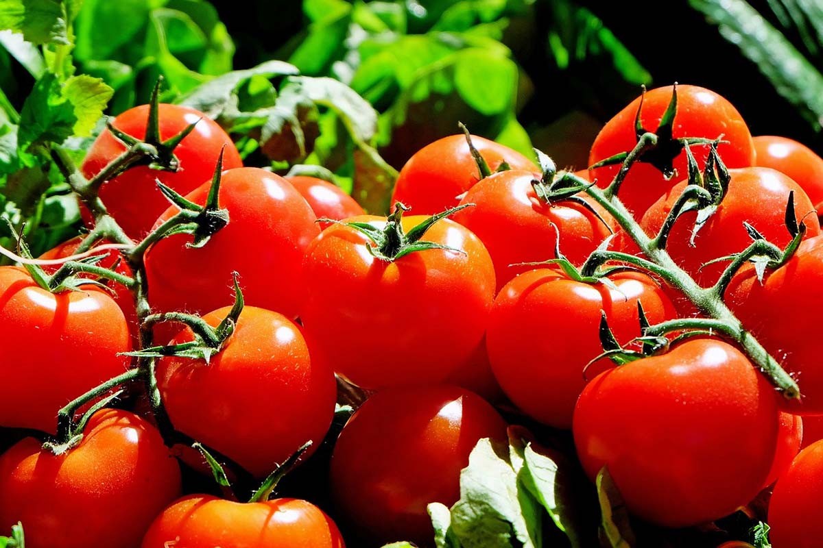 Kako da provjerite da li je paradajz pun "hemije"