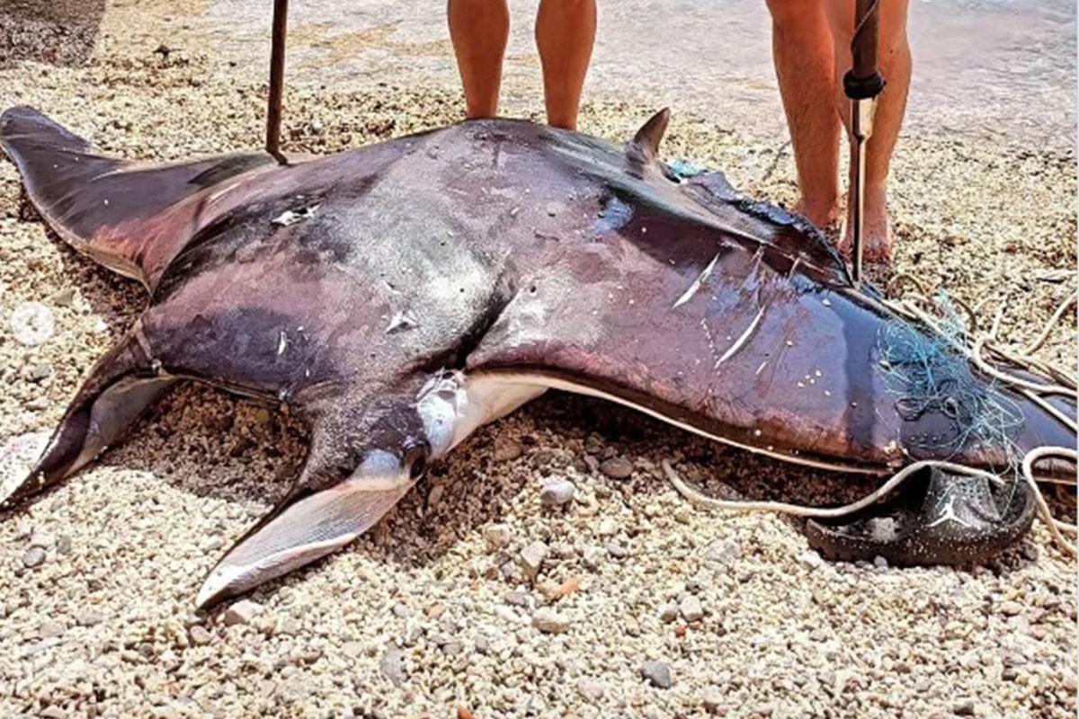Ulovili "morskog đavola",  jednu od najvećih riba u Jadranu (FOTO)