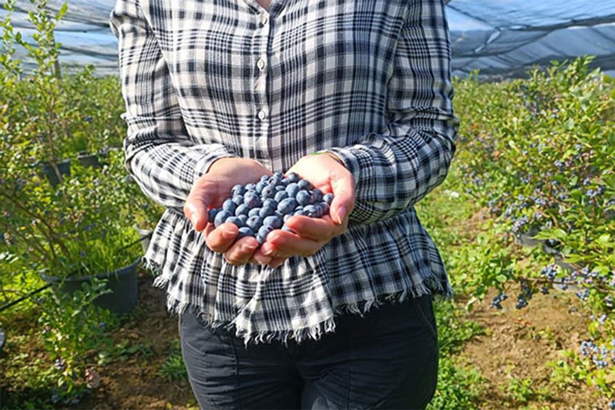 Berba borovnice kasni, cijena 20 KM za kilogram