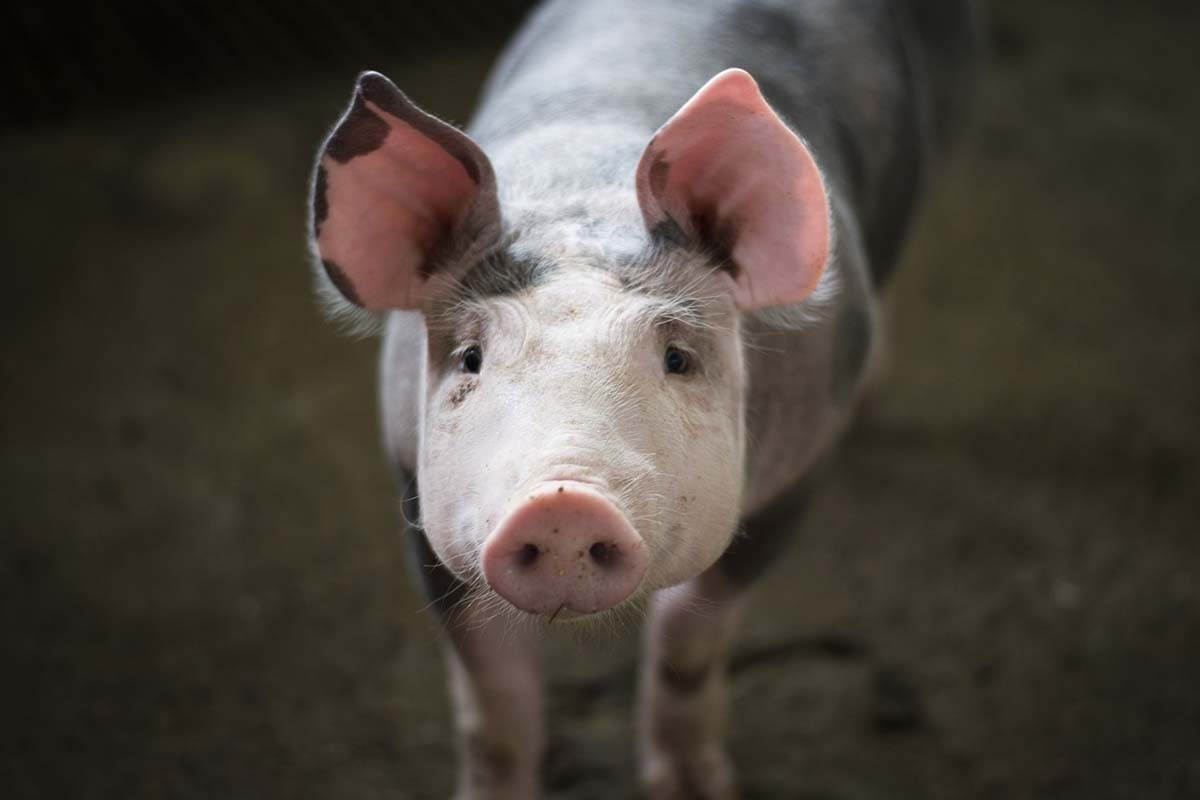 Širi se afrička kuga svinja u BiH, pojavila se u još dva grada