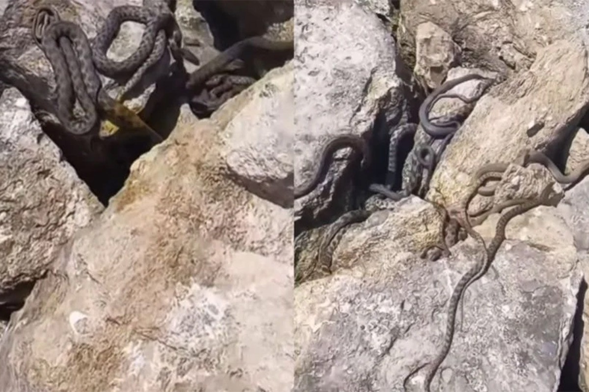 Plaža u regiji prepuna zmija, posjetioci zabrinuti (VIDEO)