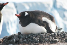 Na plažama Urugvaja pronađeno na hiljade uginulih pingvina