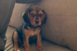 Reakcija psića na novi dom osvaja srca (VIDEO)