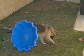 Pas iskopao rupu pa se dosjetio genijalnog trika da sakrije svoj ...