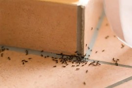 Riješite se mrava uz kesicu koju sigurno imate kući