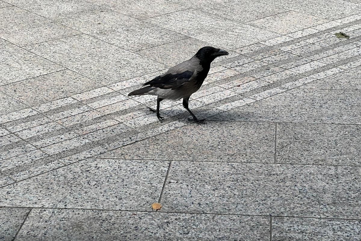 Pomahnitala vrana u centru Banjaluke, ulazi u kafiće i plaši građane