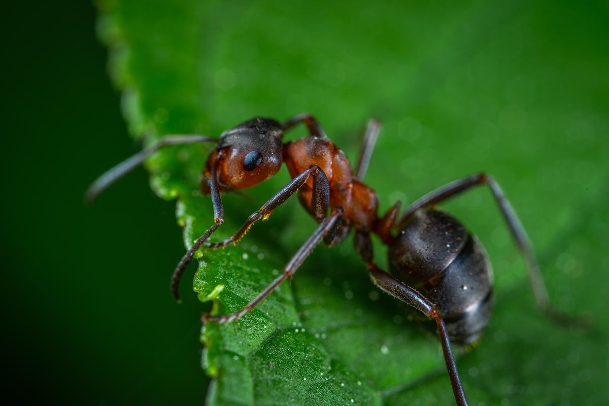 Uz jeftin sastojak riješite se mrava u kući (VIDEO)