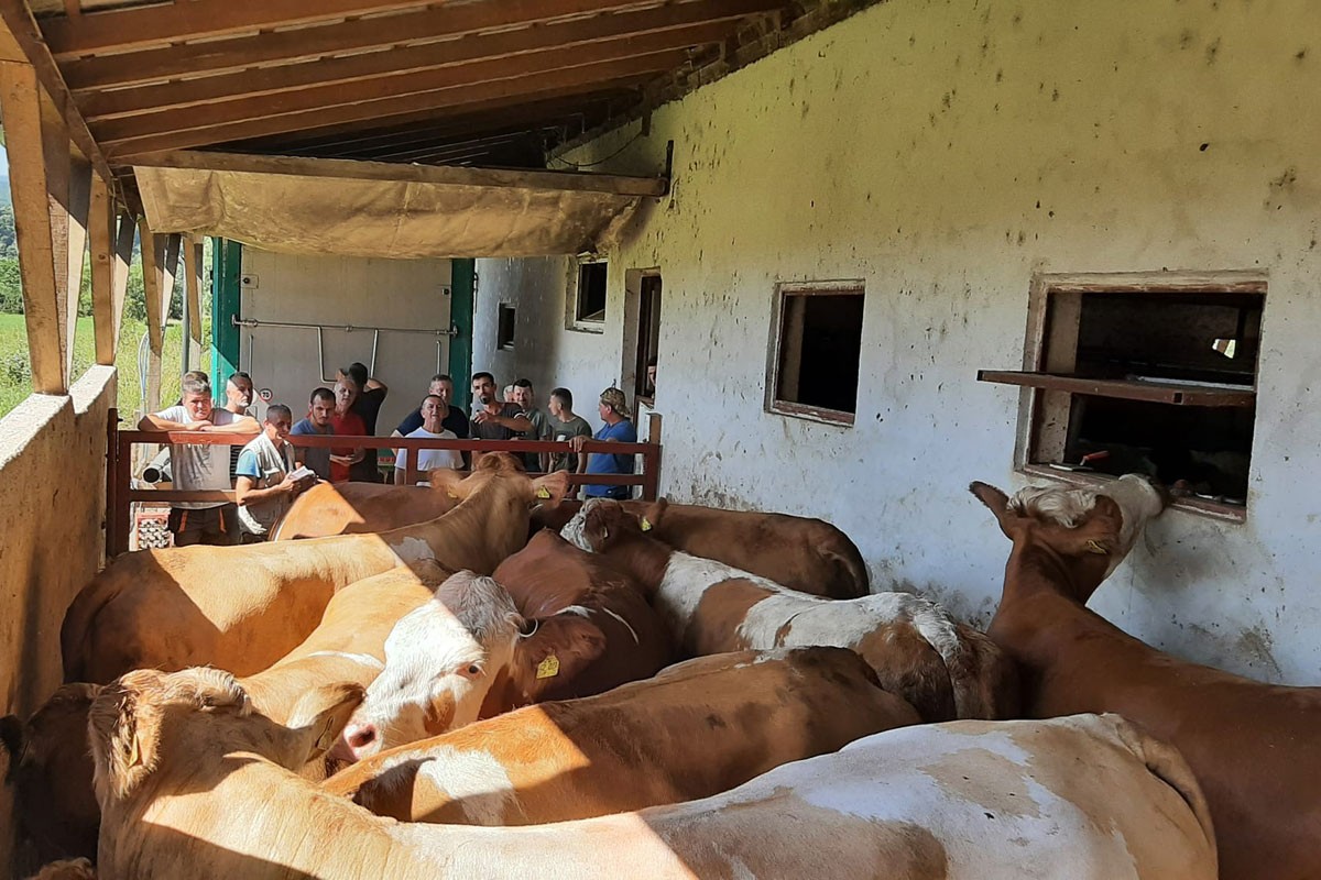 Sanski Most: Farmeri dobili visokokvalitetna muzna grla