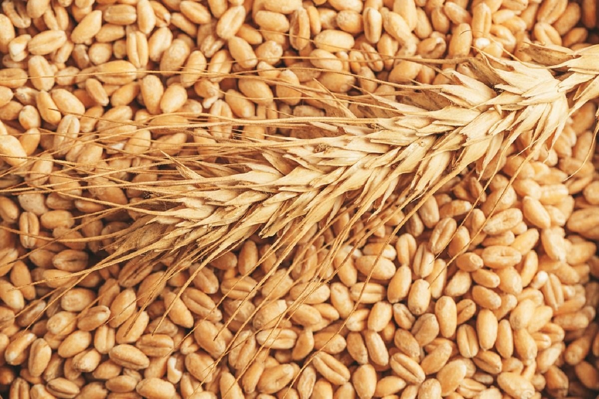 Cijena pšenice skočila za 8,2 odsto zbog napete situacije u Crnom moru