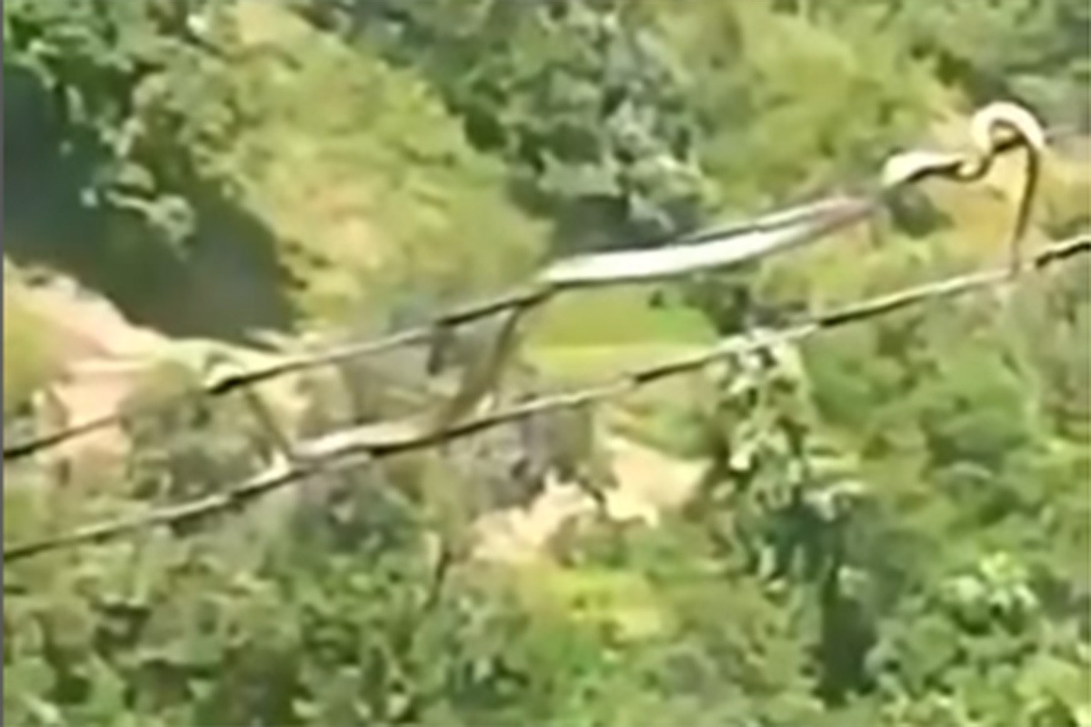 Nevjerovatan snimak iz BiH: Zmija se kreće po kablovima dalekovoda (VIDEO)