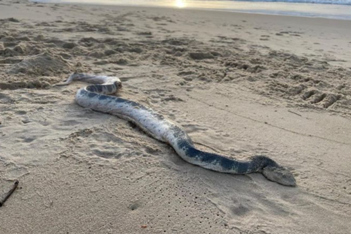 Ogromna morska zmija isplivala na obalu, stručnjaci upozorili posjetioce