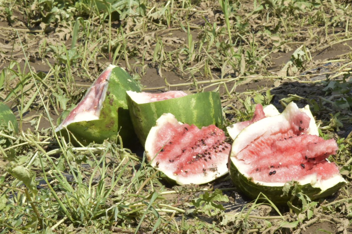 Domaću lubenicu ubio led, ono što ostane biće lošeg kvaliteta
