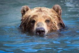 Medvjed spas od vrućine potražio u Drini (VIDEO)