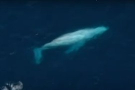 Neobičan kit snimljen u Australiji (VIDEO)