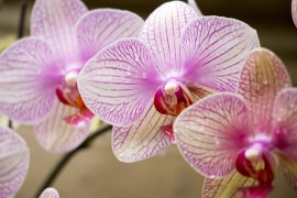 Kako da vam orhideja cvjeta što duže