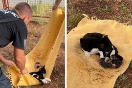 Mostarski vatrogasci s drveta spasili mačku koja se kotila