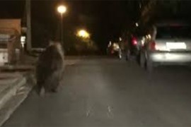 Medvjed prošetao ulicama Kupresa (VIDEO)
