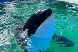 Uginula orka Lolita, pola vijeka provela u zarobljeništvu
