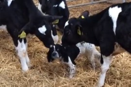 Video krava koje maze psa nasmijao internet: "One misle da je on tele"