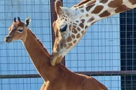 Žirafa rođena bez ijedne pjege na tijelu, vjeruje se da je jedina na ...