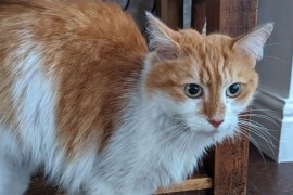 Mačak pronađen 65 kilometara od svog doma