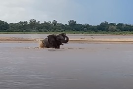 Krvoločna tuča krokodila i slona (VIDEO)