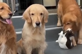 Pogledajte kako je pas natjerao macu da se fotografišu zajedno (VIDEO)
