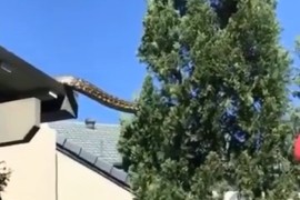 Snimljena gigantska neman kako prelazi s kuće na obližnje drvo (VIDEO)