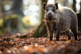 Njemačkom i danas lutaju radioaktivne divlje svinje