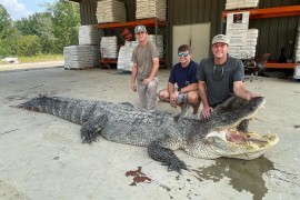 Lovci opisali borbu sa najvećim ikada ulovljenim aligatorom (FOTO)