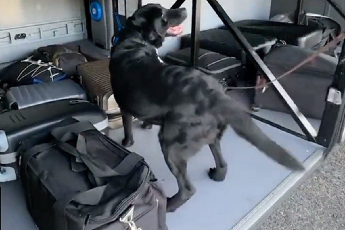 Policijski pas nanjušio više od milion evra sakrivenih u koferima