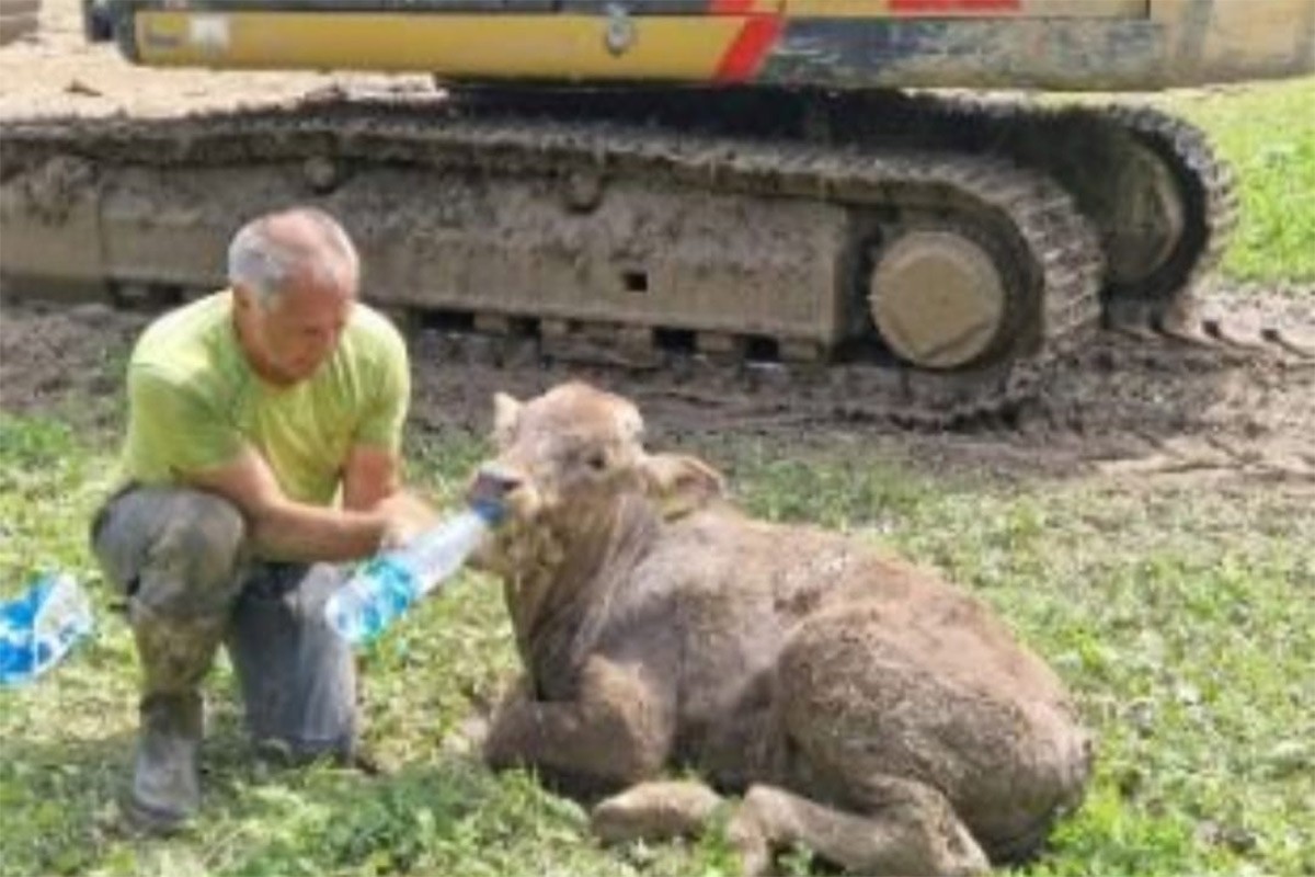 Poslije skoro nedjelju dana tele spaseno iz blata u Sloveniji (FOTO)