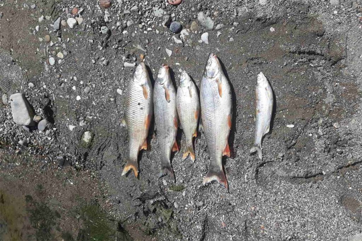 Pomor ribe u rijeci Bosni