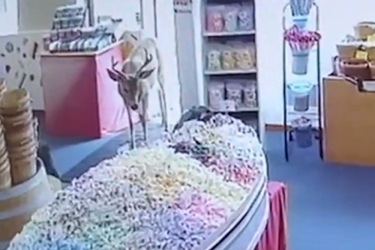 Radoznali jelen u prodavnicu slatkiša (VIDEO)