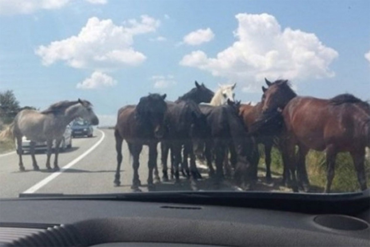 Šipovljanin usmrtio divljeg konja