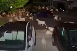 Stotine koza pustošile vegetaciju grada (VIDEO)