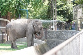 Uginula slonica Tvigi, jedan od najstarijih stanovnika Beo zoo vrta