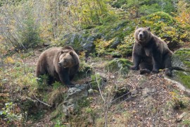 Medvjedi koji su postali politički problem