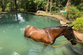 Konj našao spas u tuđem bazenu (FOTO)